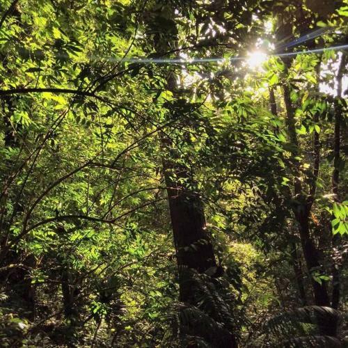 Bungalow In Heart Of Jungle Close To Panama City