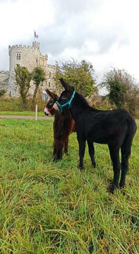 Les �nes Du Ch�teau D Hardelot, Pour 2 � 5 Pers