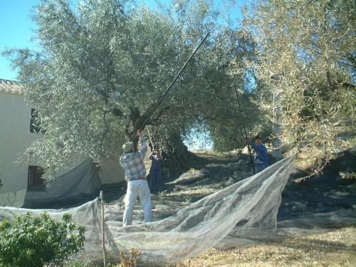 Villa La Molina Del Olivar - Peaceful Location