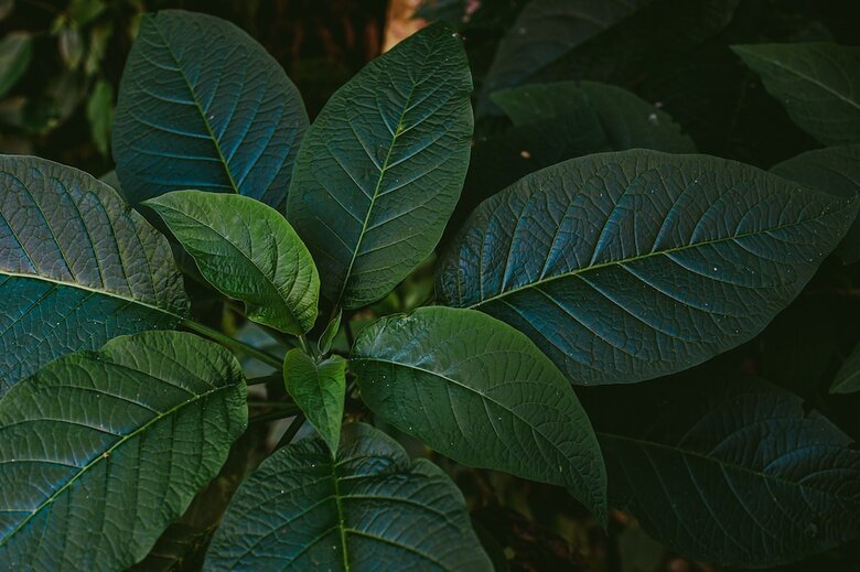 Rupa Rupa High Jungle Eco B&B