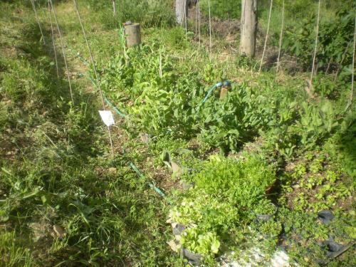 Locanda Montegiovi B&B