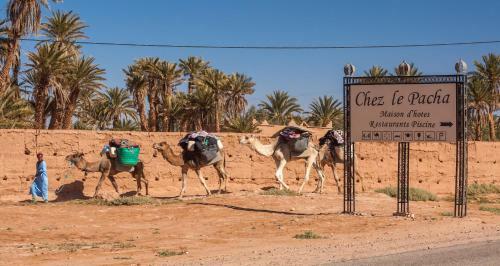 Bivouac R�ve Sahara-dar Azawad