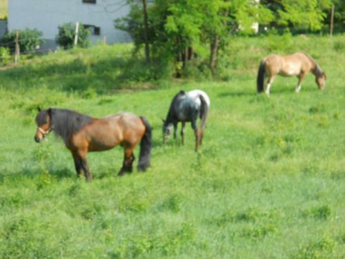 Agroturismo Agriturismo Il Rifugio