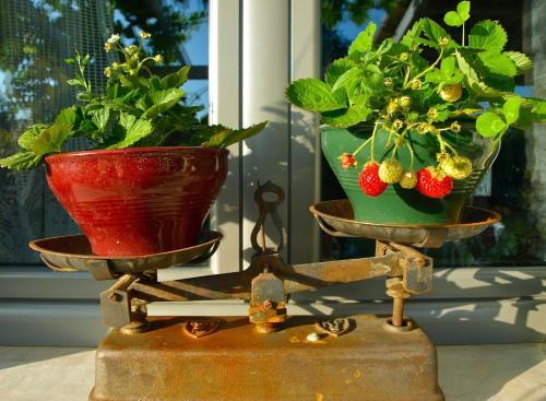 Agroturismo Bostanaki House