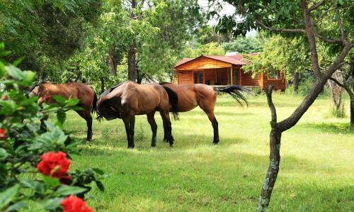 Pine Tree Lodge