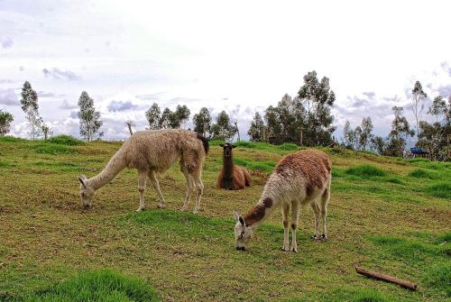 Posada Hacienda San Isidro de Iltaqui