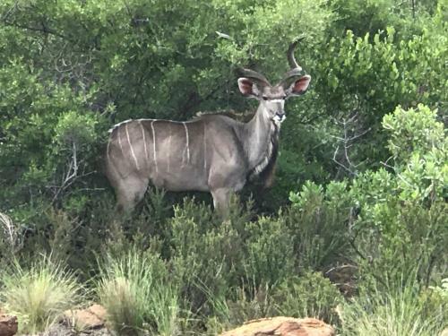 Lodge Olievenfontein Private Game Reserve