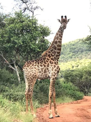 Lodge Olievenfontein Private Game Reserve