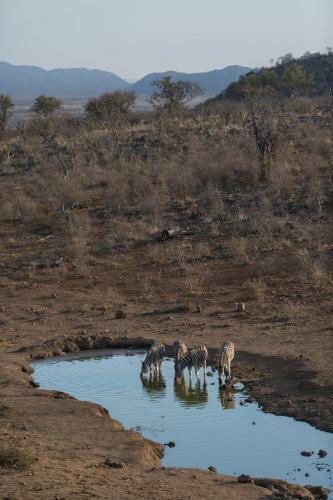 Royal Madikwe Luxury Safari Lodge