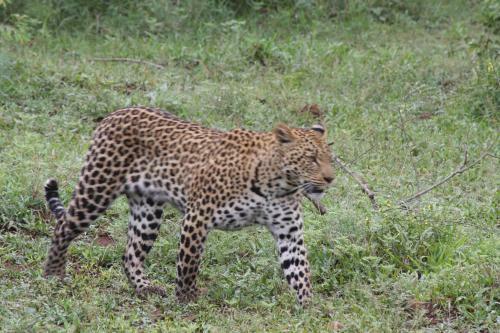Needles Lodge