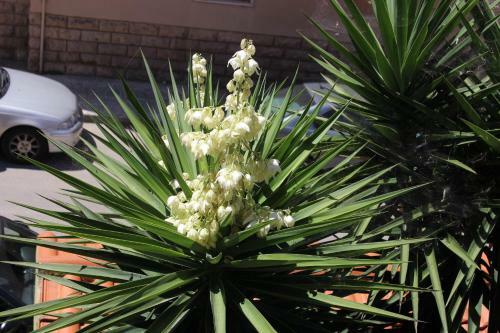 Apartamento Villa Paradise