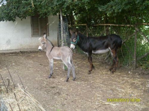 Agroturismo U' Cecere Agriturismo