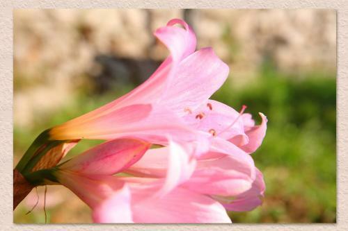 Bed & Breakfast Villa Ketty Resort