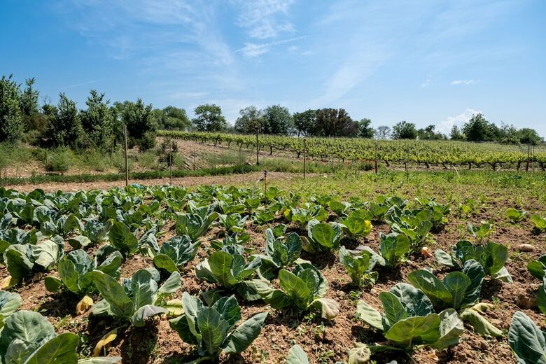 Hotel Castilla Termal Monasterio De Valbuena