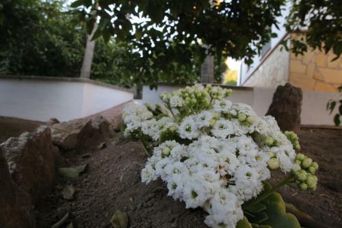 Agroturismo Casa Rural T�pica Andaluza