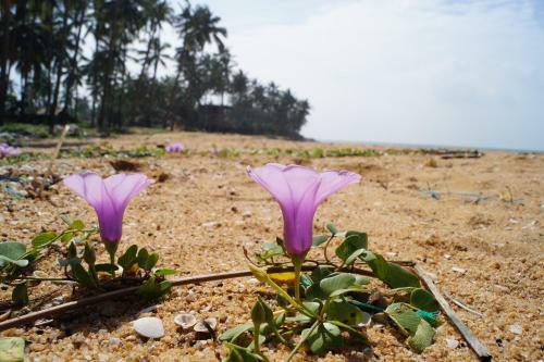 Sri Beach Bungalows And Villa