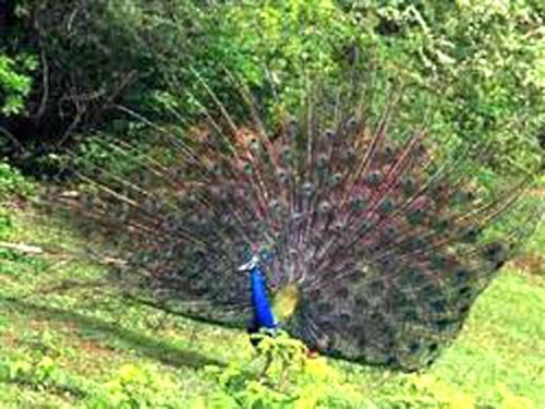Hotel Nature Resort