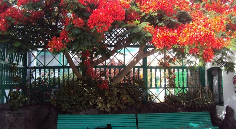 Apartamentos Celeste