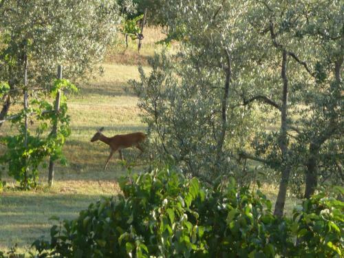 Agroturismo Casa Ercole Farm Stay