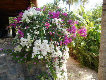 Hotel Thuy - Gunter Garden Bungalow