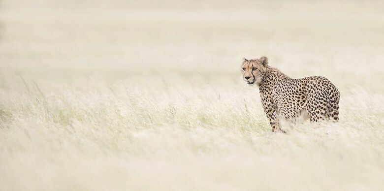 Posada Emdoneni Lodge With Cheetah Project