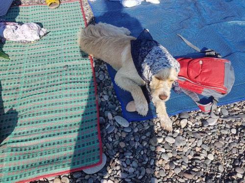 Magnolia Hotel Agmashenebeli