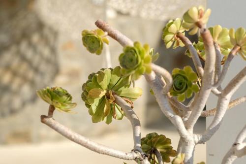 3 Paros *all Season* Villas
