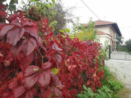 B&B La Falconera