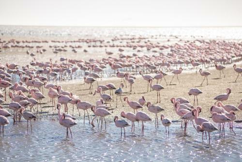 Flamingo Villas Boutique Hotel