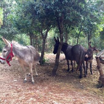 Agroturismo Le Mandrie Di San Paolo