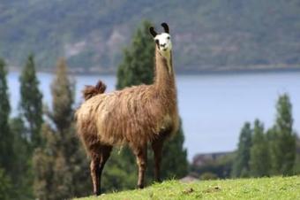 Lodge Caba�as Los Cochipo�is