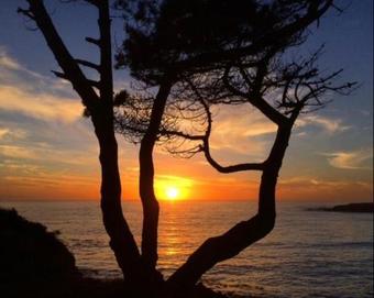 Mendocino Grove