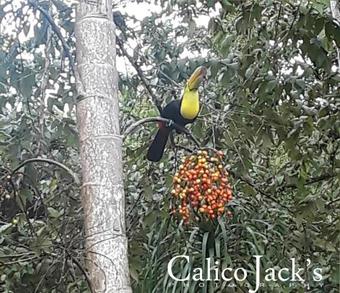 Hotel Calico Jack's Resort