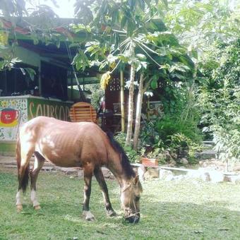 Soursop Hostel
