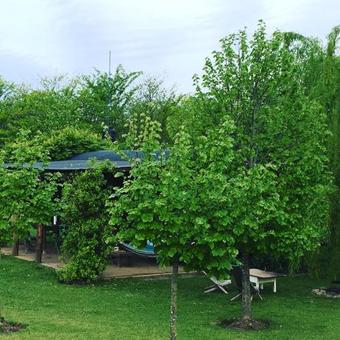El Vag�n B&B