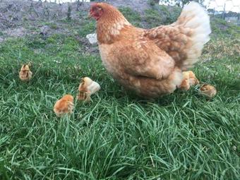 Agroturismo Heritage Farm