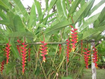 Lodge Finca Kobo