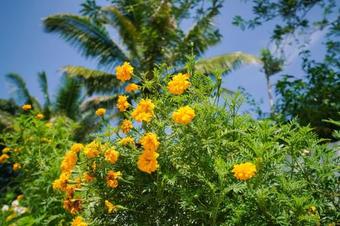 Apartamentos 1br Mesmerizing Stay In Anachal