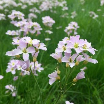 Apartament Babia G�ra