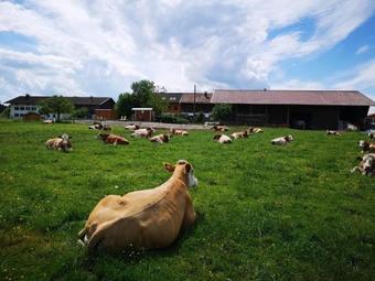 Agroturismo Ferienparadies Reifnhof Im Chiemgau - Simssee