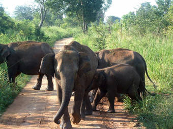 Big Game Camp Udawalawe