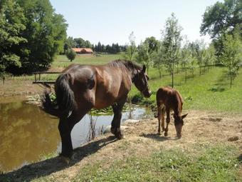 Agroturismo Country House Kod Strica