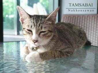 Tamsabai Hotel