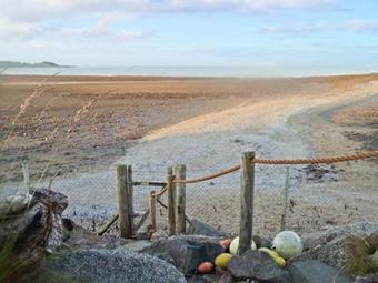 Oyster Catcher