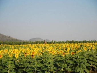 Hotel Ban Rai Pornsawan