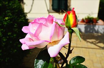Ver fotos