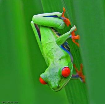 Hotel La Selva Biological Station