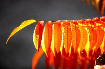 Hotel Schloss Tunzenberg