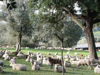 Agroturismo Casa Das Flores