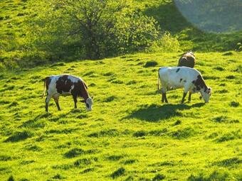 House With 5 Bedrooms In La Llagonne With Wonderful Mountain View Furnished Garden And Wifi 6 Km From The Slopes